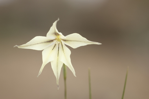 honey flower (Gladiolus longicollis)