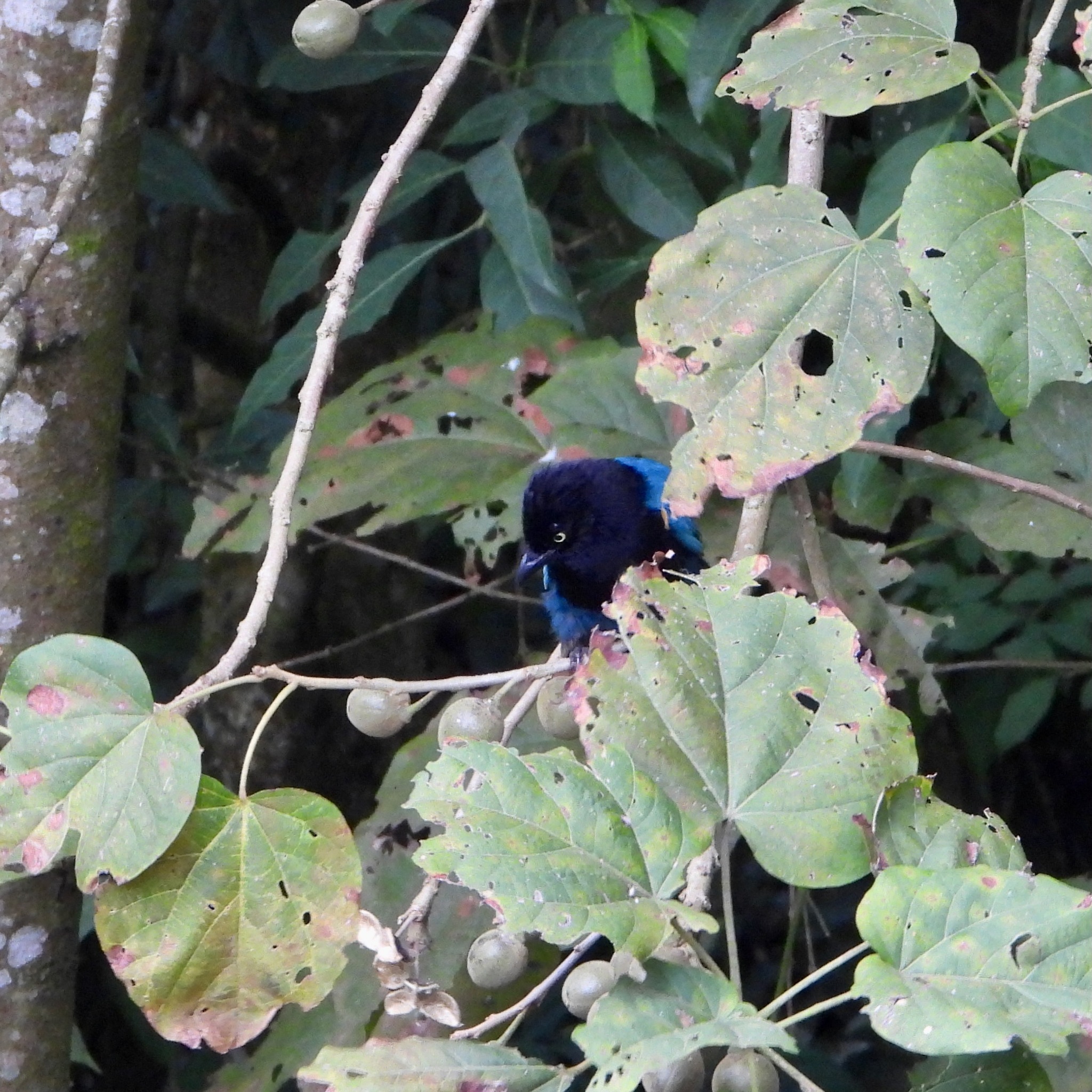 Bushy-crested Jay (Cyanocorax melanocyaneus), photo 8