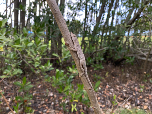 Brown Anole