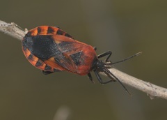 Brachytes bicolor