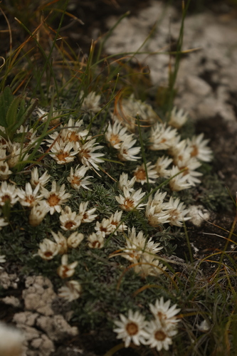 Basotho Everlasting (Helichrysum praecurrens)