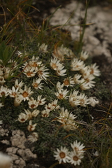 Helichrysum praecurrens