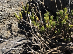 Silene struthioloides