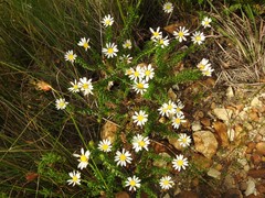 Polyarrhena reflexa reflexa