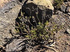 Silene struthioloides