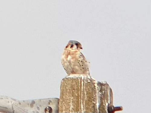 American Kestrel