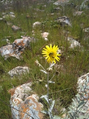 Berkheya carlinopsis