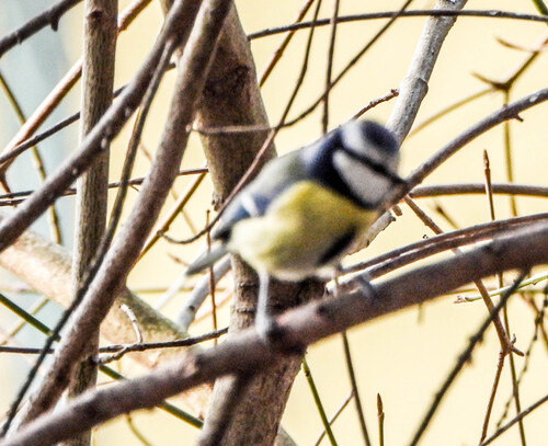 Eurasian Blue Tit