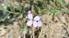 Erucaria hispanica