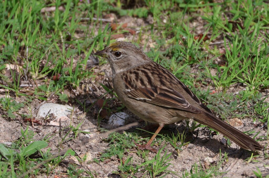 Golden-crowned Sparrow