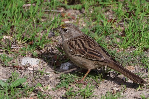 Golden-crowned Sparrow