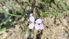 Erucaria hispanica
