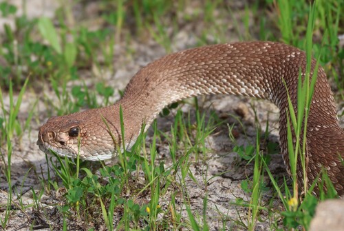 Red Diamond Rattlesnake