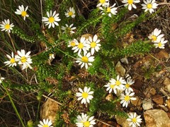 Polyarrhena reflexa reflexa