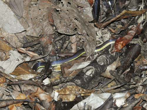 Pink-headed Reed Snake