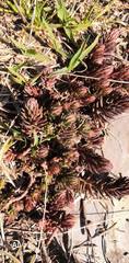 Petrosedum sediforme