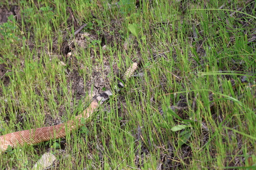 Red Diamond Rattlesnake