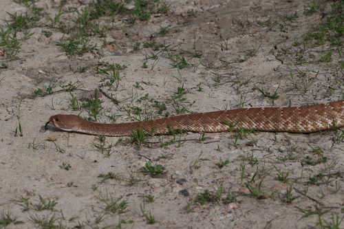 Red Diamond Rattlesnake