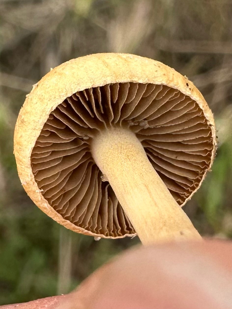 Agrocybe pediades · March 2026 · photo: © kcelshoff (iNaturalist, cc-by)
