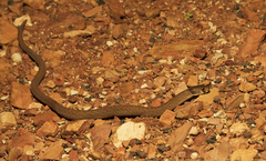 Pygopus schraderi