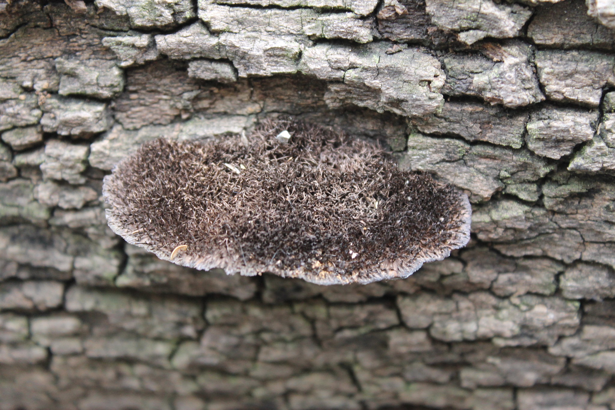 Hexagonia hydnoides image