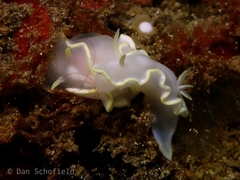 Glossodoris buko