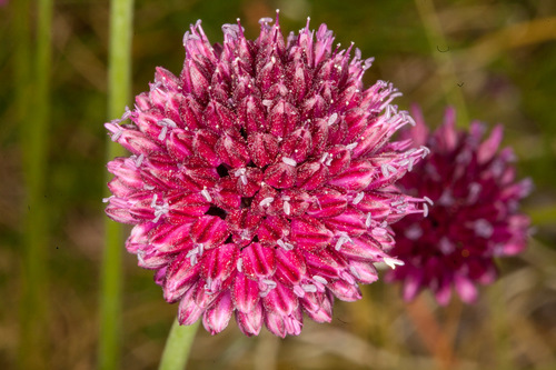 Wild Onion