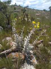 Berkheya carlinopsis
