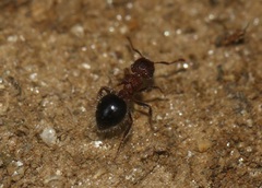 Meranoplus bicolor