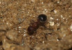 Meranoplus bicolor
