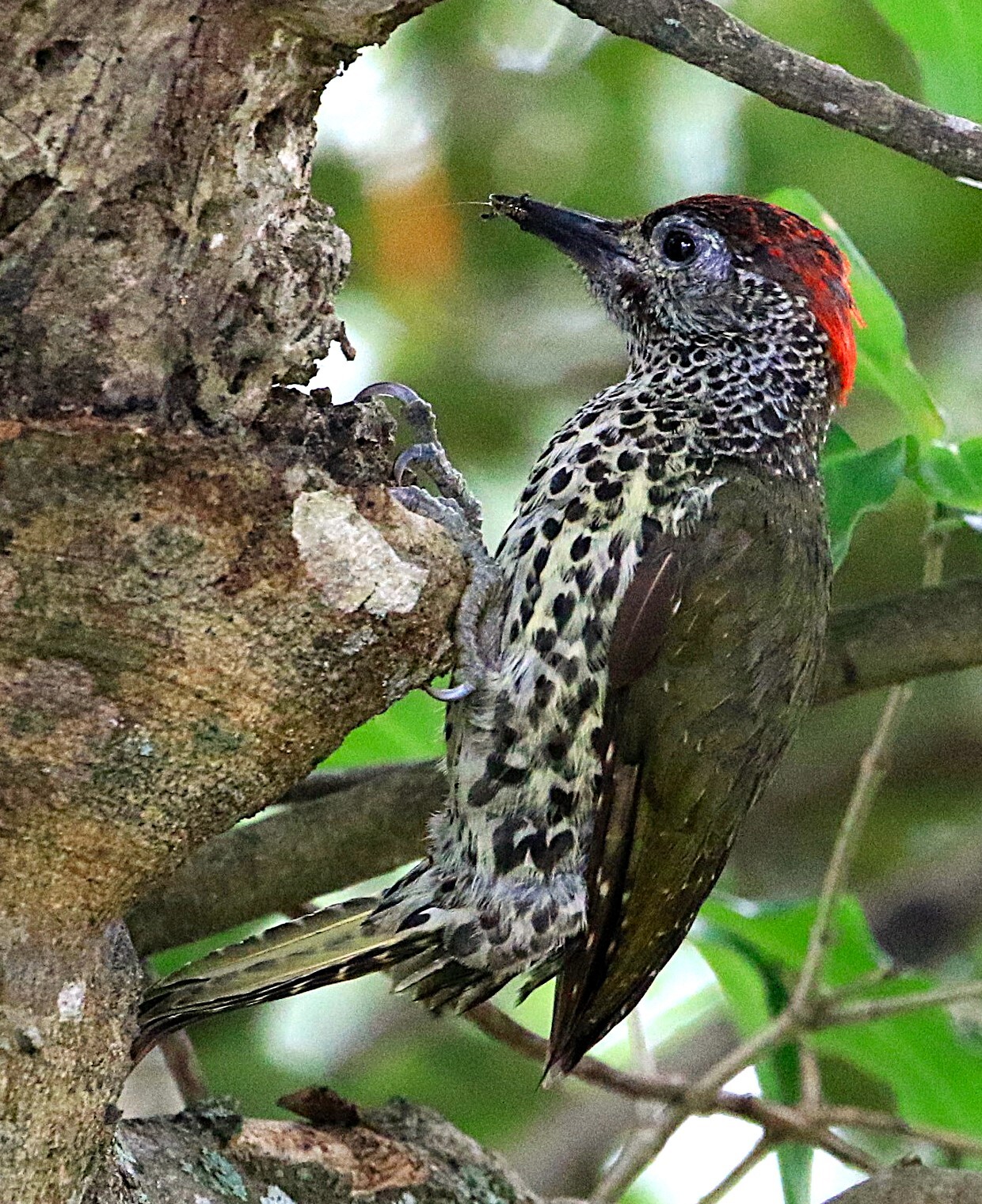 Knysna Woodpecker (Campethera notata), photo 5