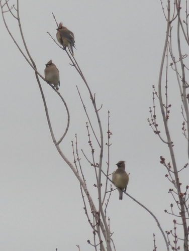 Cedar Waxwing
