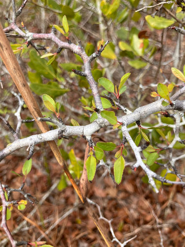 Prunus geniculata, photograph 5