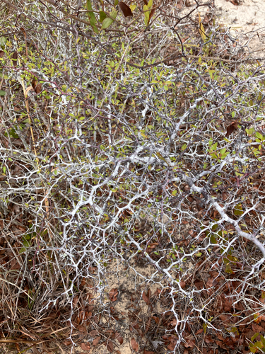 Prunus geniculata, photograph 6