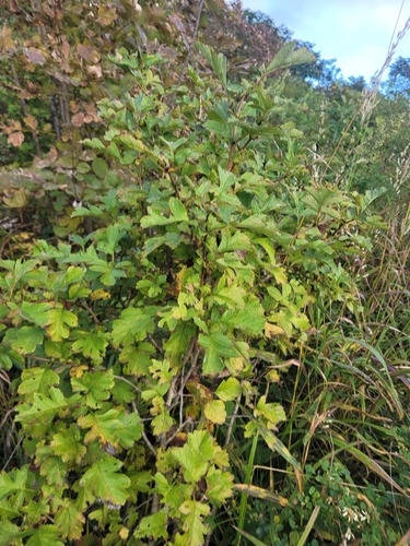 Maximowicz’s hawthorn (Crataegus maximowiczii)