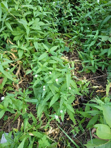 Radiant chickweed (Stellaria radians)