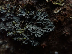 Leioderma duplicatum