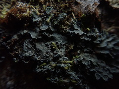 Leioderma duplicatum