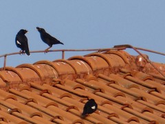 Acridotheres cristatellus