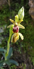 Ophrys sphegodes massiliensis