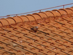 Streptopelia chinensis