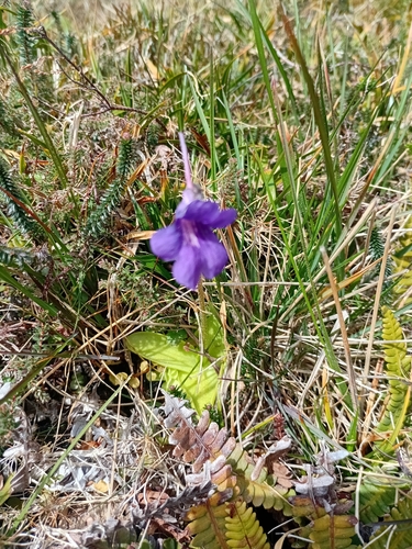 Large-flowered Butterwort (Pinguicula grandiflora)