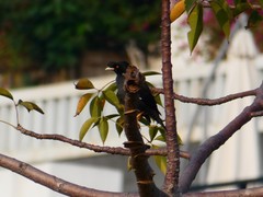 Acridotheres cristatellus