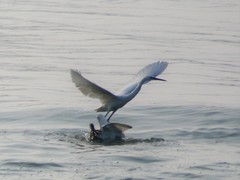 Egretta garzetta