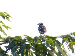 Gracupica nigricollis