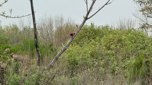 Red-winged Blackbird