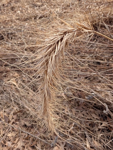 Canada wild rye (Elymus canadensis)