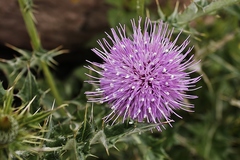 Cirsium rhaphilepis