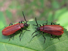 Pseudopyrochroa rufula