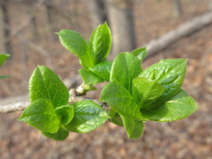 Symplocos sawafutagi